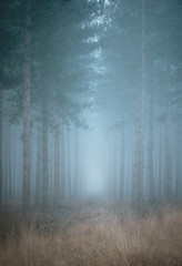 Fototapeta na wymiar Misty Forest Trees