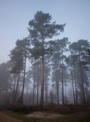 Misty forest trees