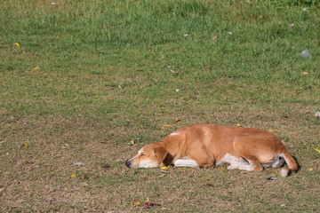 Naklejka na ściany i meble brown dog sleep on the grass