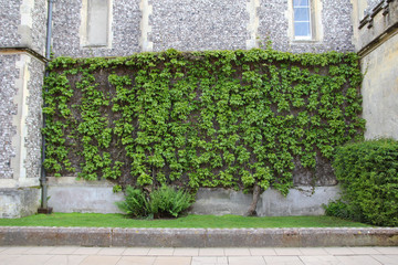 Fototapeta na wymiar Ivy on Building - Vine Covered