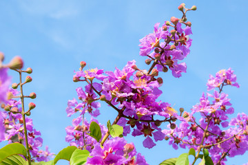 flowers on a background of blue sky