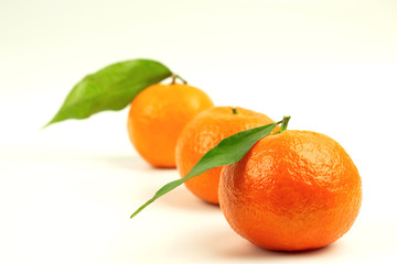 Three ripe tangerines in one line with green leaves on a white background