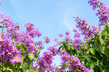 flowers on a background of blue sky