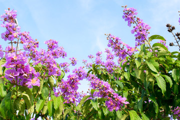 flowers on a background of blue sky