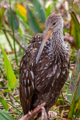 A singular Limpkin with its stunning brown and white patterned feathers appears to poise for its portrait