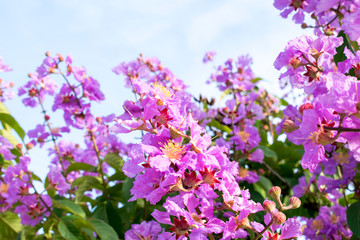 flowers on a background of blue sky