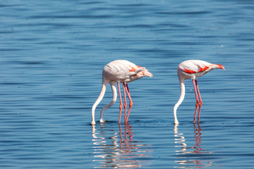 Fototapeta premium bird Rosy Flamingo feeding in shallow water in Walvis Bay reservation, Namibia, Safari wildlife