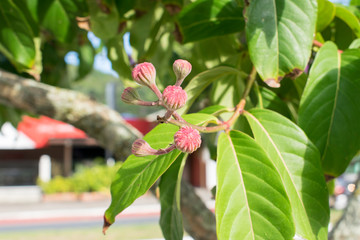 flower in garden 