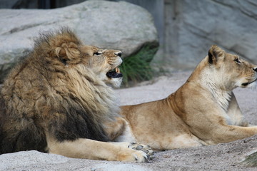 Löwe