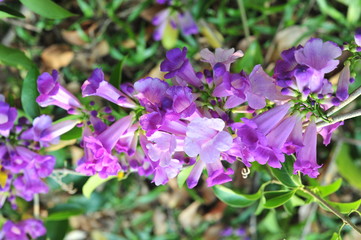 Fototapeta na wymiar Garlic vine violet flower selective focus point