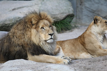 Naklejka premium Löwe