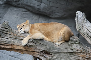 Obraz premium Löwin