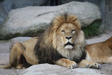 Naklejka premium Löwe