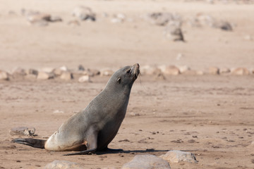 baby of brown fur seal go to the sea, Cape Cross colony, Namibia safari wildlife