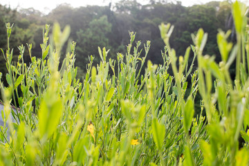 green grass and flowers