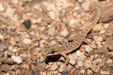 Small night gecko in natural habitat namib desert, Stenodactylus petrii. Brandberg mountain, Namibia wildlife