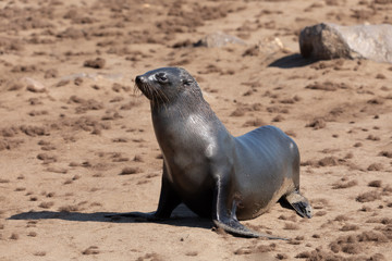Fototapeta premium baby of brown fur seal go to the sea, Cape Cross colony, Namibia safari wildlife