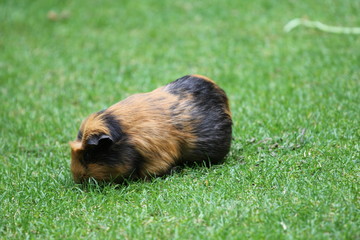 Fototapeta premium Meerschweinchen