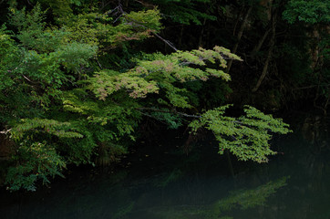 広瀬川　川岸の森