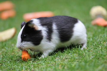 Meerschweinchen