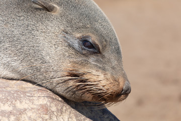 resting baby of brown fur seal, Cape Cross colony, Namibia safari wildlife