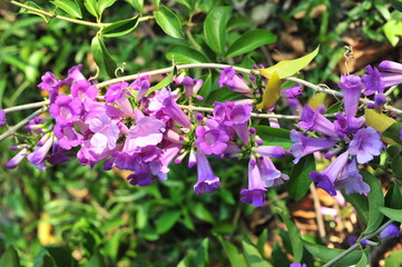 Garlic vine violet flower selective focus point