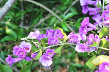 Garlic vine violet flower selective focus point