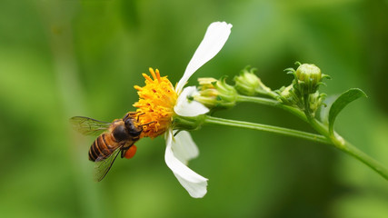 Bee working on wild flower in morning light with green nature   background