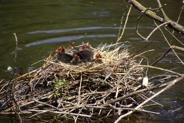 Blässhuhnküken im Nest 2018627