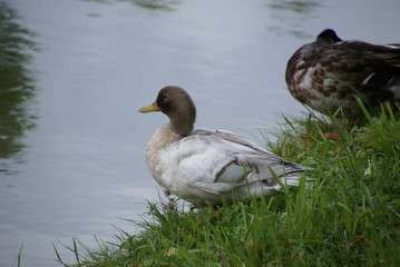 Ente braun und weiß 2018623 hybrid