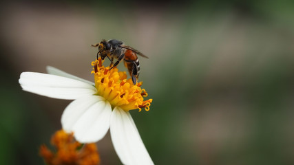 Bee working on wild flower in morning light with green nature   background