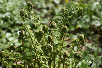 Farnblätter gerollt 2018638