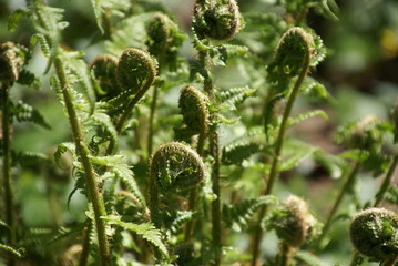 Farnblätter gerollt 2018638