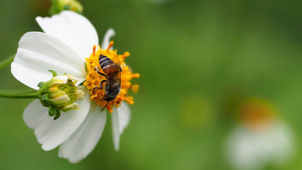 Obraz premium Bee working on wild flower in morning light with green nature background