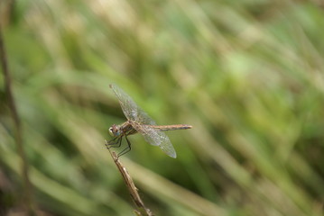 Libellen auf Grashalm 201863333