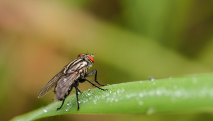 Fly and rain drops on green leaf in morning light with green nature background