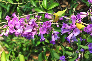 Garlic vine violet flower selective focus point