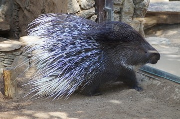 Ein Stachelschwein 