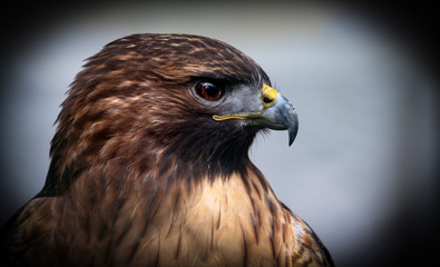Red tailed hawk portrait