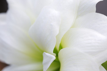 Fototapeta na wymiar close up of white amaryllis flower background