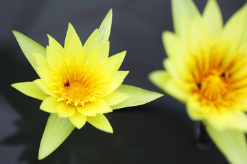 close up of beautiful lotus flower in pond