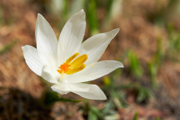 Fototapeta premium Blumen