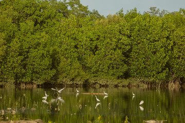 Little egrets migrate birds at a mangrove forest hunting fish and crabs a tranquil bird watching scene