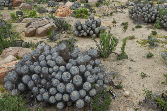 Clumps of cacti Copiapoa De Carrizal (Copiapoa dealbata) in the Atacama Desert. Parque Nacional Llanos de Challe, near Vallenar in northern Chile.