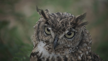 Close of a young owl looking into camera during the day