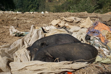 sleeping pigs