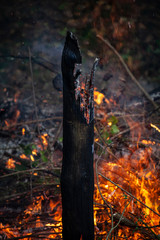 Burning fence post, Sussex, England