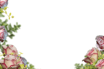 Pink roses with white snow edge. Well suited for weddings, birthdays, Christmas and more.