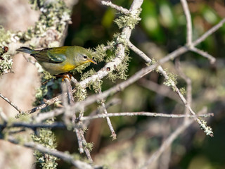 The strikingly beautiful Northern Parula songbird forages for insects in a live oak tree