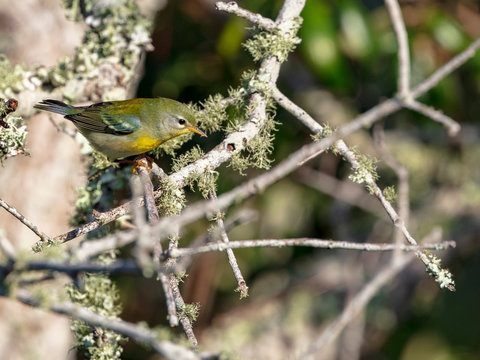 The strikingly beautiful Northern Parula songbird forages for insects in a live oak tree